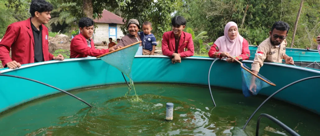 Mahasiswa UM Tapanuli Selatan Kembangkan Budidaya Ikan Berbasis Ekonomi Sirkular untuk Pemulihan Pascabencana