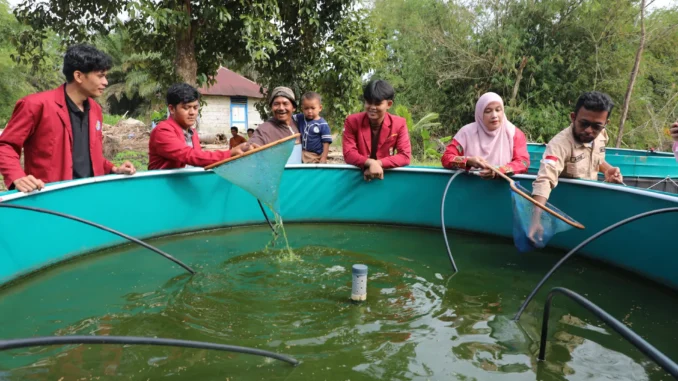 Mahasiswa UM Tapanuli Selatan Kembangkan Budidaya Ikan Berbasis Ekonomi Sirkular untuk Pemulihan Pascabencana