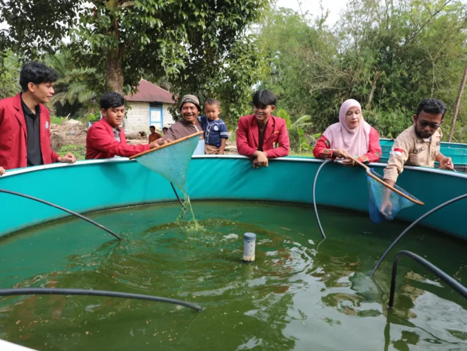 Mahasiswa UM Tapanuli Selatan Kembangkan Budidaya Ikan Berbasis Ekonomi Sirkular untuk Pemulihan Pascabencana