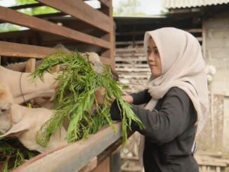 Perempuan Tangguh Alumni Unmuh Jember Kembangkan Usaha Peternakan Domba