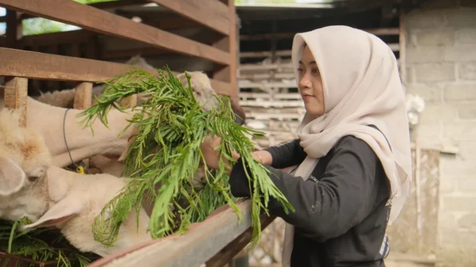 Perempuan Tangguh Alumni Unmuh Jember Kembangkan Usaha Peternakan Domba