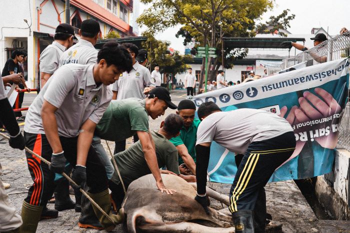 Pemotongan Hewan Kurban di Kampus Universitas Muhammadiyah Sumatera Utara