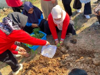 penyebaran bibit tanaman