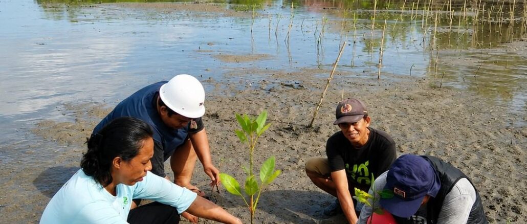 PWK UM Palopo Tanam Mangrove di Pantai, Dukung Konservasi Pesisir dan Blue Carbon