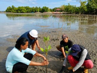 PWK UM Palopo Tanam Mangrove di Pantai, Dukung Konservasi Pesisir dan Blue Carbon