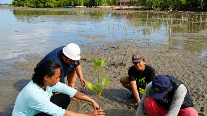 PWK UM Palopo Tanam Mangrove di Pantai, Dukung Konservasi Pesisir dan Blue Carbon