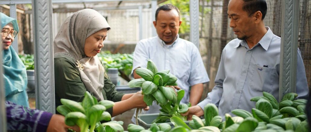 Umsida Panen Pakcoy Hidroponik, Ajarkan Urban Farming di Lahan Terbatas