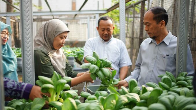 Umsida Panen Pakcoy Hidroponik, Ajarkan Urban Farming di Lahan Terbatas