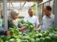 Umsida Panen Pakcoy Hidroponik, Ajarkan Urban Farming di Lahan Terbatas