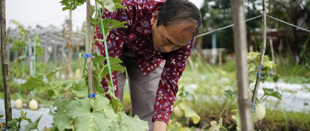 Umsida Panen Melon dari Hasil Praktik Budidaya, Belajar Hadapi Tantangan Produksi