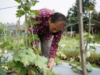 Umsida Panen Melon dari Hasil Praktik Budidaya, Belajar Hadapi Tantangan Produksi