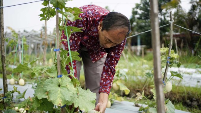 Umsida Panen Melon dari Hasil Praktik Budidaya, Belajar Hadapi Tantangan Produksi